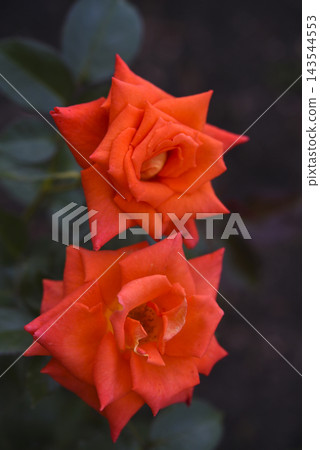 An orange rose in a dark summer garden. Two orange roses. Two bright flowers. An orange rose in a dark summer garden. Two orange roses. Two bright flowers. 143544553