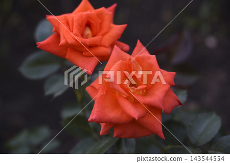An orange rose in a dark summer garden. Two orange roses. Two bright flowers. An orange rose in a dark summer garden. Two orange roses. Two bright flowers. 143544554