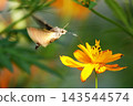 A hummingbird hawk-moth hovering and sipping nectar from a yellow cosmos flower. 143544574