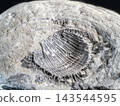 Fossilized shell imprint in sedimentary stone close up 143544595
