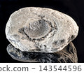 Fossilized shell imprint in sedimentary stone close up 143544596