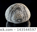 Fossilized sea urchin echinoid macro on black background 143544597