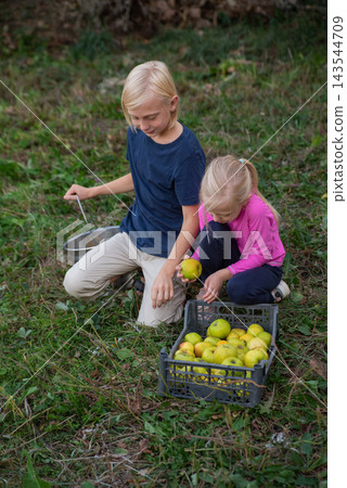 Young siblings gathering ripe green and yellow apples from the grass into a crate and bucket, enjoying a sunny autumn harvest in a rural orchard and family garden Young siblings gathering ripe green and yellow apples from the grass into a crate and bucket, enjoying a sunny autumn harvest in a rural orchard and family garden 143544709