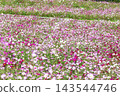 Autumn flower cosmos Autumn flower cosmos 143544746