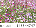 Autumn flower cosmos Autumn flower cosmos 143544747
