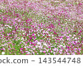 Autumn flower cosmos Autumn flower cosmos 143544748