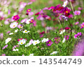 Autumn flower cosmos Autumn flower cosmos 143544749