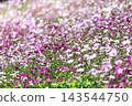 Autumn flower cosmos Autumn flower cosmos 143544750