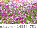 Autumn flower cosmos Autumn flower cosmos 143544751