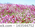 Autumn flower cosmos Autumn flower cosmos 143544752