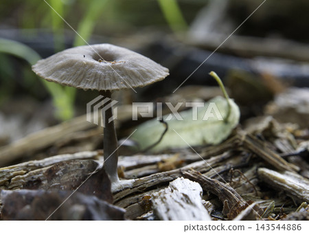 Mushroom growing in the autumn forest. Mushroom growing in the autumn forest. 143544886