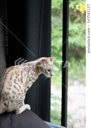 Bengal Cat Looking Out Cabin Window at Green Forest. Spotted Bengal cat sitting on the back of a sofa looking out of the large cabin window at the green forest. A serene pet lifestyle moment of a curi Bengal Cat Looking Out Cabin Window at Green Forest. Spotted Bengal cat sitting on the back of a sofa looking out of the large cabin window at the green forest. A serene pet lifestyle moment of a curi 143545127