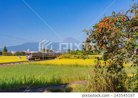 【靜岡縣】伊豆箱根電車穿過稻田,稻田裡還掛著柿子,富士山在遠處巍峨聳立。 【靜岡縣】伊豆箱根電車穿過稻田,稻田裡還掛著柿子,富士山在遠處巍峨聳立。 143545197
