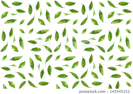 Seamless pattern background of hand-painted watercolor tea leaves Seamless pattern background of hand-painted watercolor tea leaves 143545252