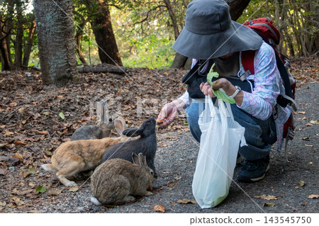 Cute wild rabbits on Okunoshima Island in Takehara City, Hiroshima Prefecture, Japan Cute wild rabbits on Okunoshima Island in Takehara City, Hiroshima Prefecture, Japan 143545750