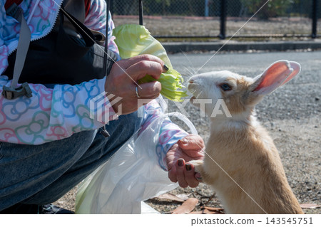 Cute wild rabbits on Okunoshima Island in Takehara City, Hiroshima Prefecture, Japan Cute wild rabbits on Okunoshima Island in Takehara City, Hiroshima Prefecture, Japan 143545751