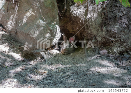 Cute wild rabbits on Okunoshima Island in Takehara City, Hiroshima Prefecture, Japan Cute wild rabbits on Okunoshima Island in Takehara City, Hiroshima Prefecture, Japan 143545752