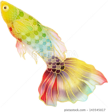 Realistic watercolor illustrtion with gold outline of colorful swimming guppy fish 143545817