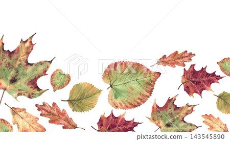 Autumn leaf rectangular banner from fall colorful different trees. Realistic hand painted watercolor illustration, Nature forest foliage coloured in red, orange and green gold nature isolated on white Autumn leaf rectangular banner from fall colorful different trees. Realistic hand painted watercolor illustration, Nature forest foliage coloured in red, orange and green gold nature isolated on white 143545890