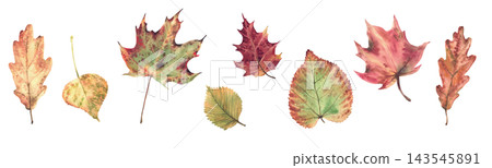 Autumn leaves from different trees, such as oak, birch, maple and aspen, realistic hand painted fall nature watercolor botanical illustrations isolated on white for cards, stationery and packaging. Autumn leaves from different trees, such as oak, birch, maple and aspen, realistic hand painted fall nature watercolor botanical illustrations isolated on white for cards, stationery and packaging. 143545891