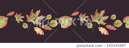 Autumn fall leaf seamless border from deciduous trees. Realistic hand painted watercolor botanical illustration, colorful nature foliage horizontal design on dark background for textile and stationery Autumn fall leaf seamless border from deciduous trees. Realistic hand painted watercolor botanical illustration, colorful nature foliage horizontal design on dark background for textile and stationery 143545897