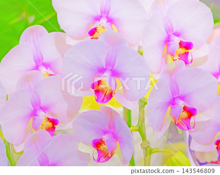 A Phalaenopsis orchid containing pink Phalaenopsis orchids A Phalaenopsis orchid containing pink Phalaenopsis orchids 143546809
