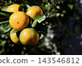 Mandarin on a tree 143546812