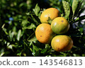 Mandarin on a tree 143546813
