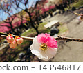 A rare Genpei-style plum blossom with red and white flowers blooming on a single branch. 143546817