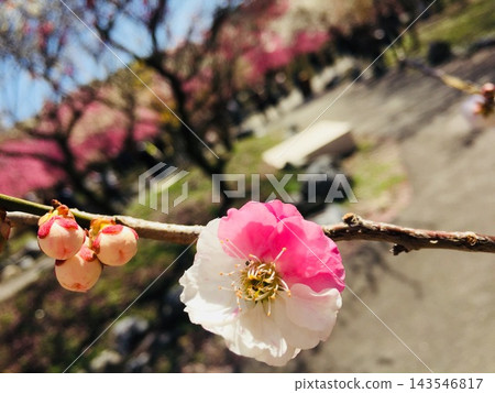 罕見的源平式梅花，紅白相間的花朵盛開於同一枝條上。 143546817