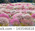 A distant view of Inabe Plum Blossom Park in full bloom. 143546818