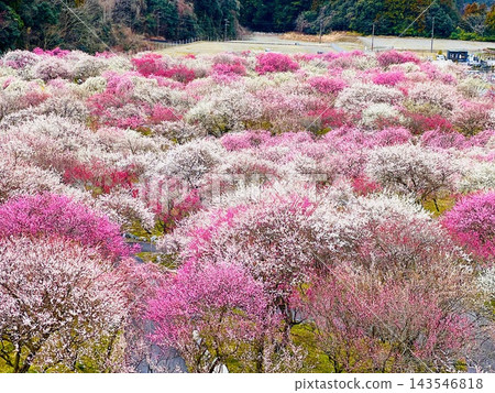 遠眺稻部梅花公園，繁花盛開。 143546818