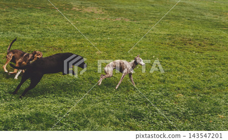 Whippet Running with Other Dogs in Park Whippet Running with Other Dogs in Park 143547201