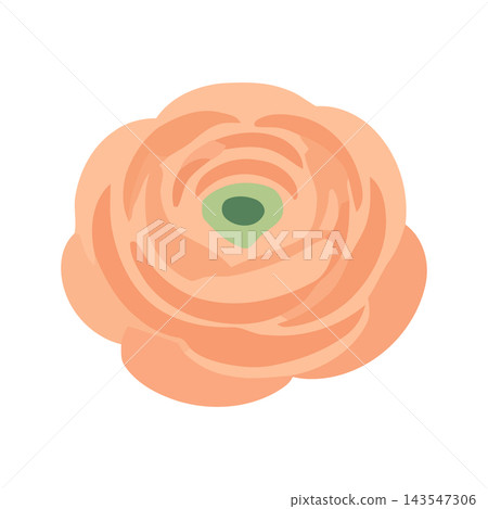 A minimalist illustration of a peach ranunculus flower with a green center, isolated on a white background. A minimalist illustration of a peach ranunculus flower with a green center, isolated on a white background. 143547306