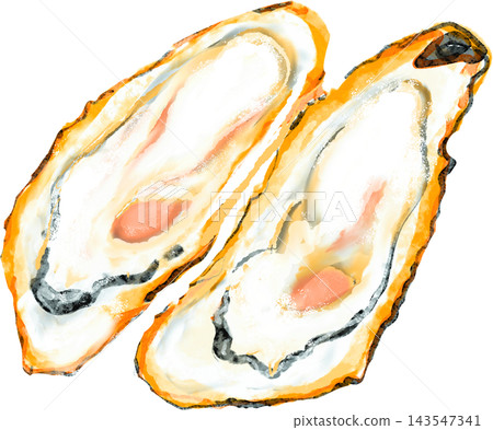 Illustration of raw oysters in their shells Illustration of raw oysters in their shells 143547341