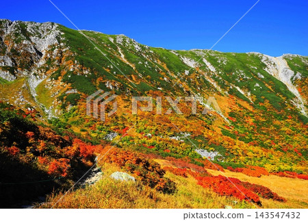 The vibrant red autumn leaves of Senjojiki Cirque in the Central Alps on a clear day. Postcard size, September. Central Alps 08 Senjojiki Cirque autumn leaves. The vibrant red autumn leaves of Senjojiki Cirque in the Central Alps on a clear day. Postcard size, September. Central Alps 08 Senjojiki Cirque autumn leaves. 143547432
