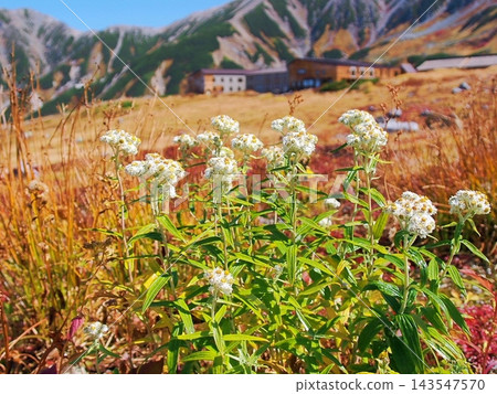 秋季,日本雪絨花在立山縣室堂高原盛開。 秋季,日本雪絨花在立山縣室堂高原盛開。 143547570
