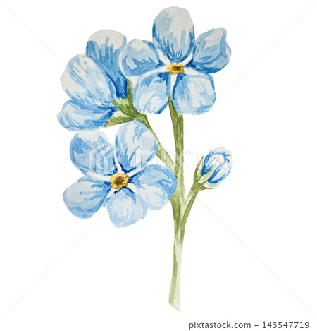 Blue forget-me-nots, myosotis, scorpion grass, hand painted with watercolors and isolated on white background. Suitable for postcards, invitations, wedding, prints and packaging Blue forget-me-nots, myosotis, scorpion grass, hand painted with watercolors and isolated on white background. Suitable for postcards, invitations, wedding, prints and packaging 143547719