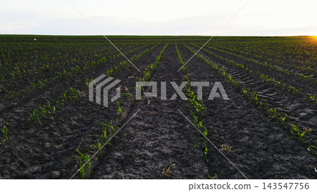 Young corn seedlings growing in rows on dark soil at sunset, representing new life, agriculture, and future harvest Young corn seedlings growing in rows on dark soil at sunset, representing new life, agriculture, and future harvest 143547756