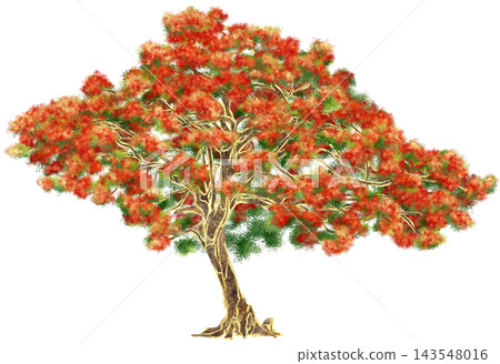 Realistic watercolor illustration with gold outline of Red Flame Tree Realistic watercolor illustration with gold outline of Red Flame Tree 143548016