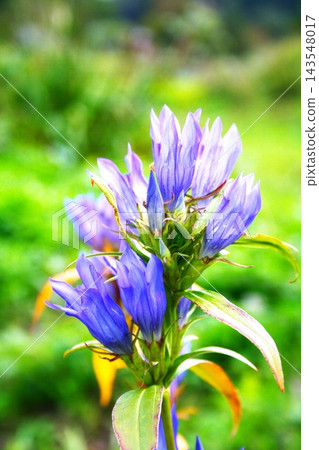 Gentian flowers Gentian flowers 143548017