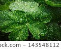 Green Leaf Covered with Fresh Rain Droplets. 143548112