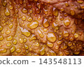 Golden Rain Drops on Autumn Leaf Texture. 143548113