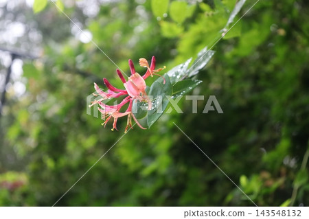 紅色花朵:金銀花 紅色花朵:金銀花 143548132