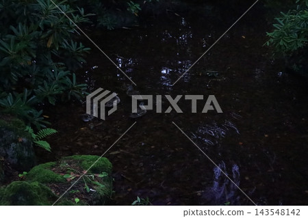 在森林裡的苔蘚 在森林裡的苔蘚 143548142