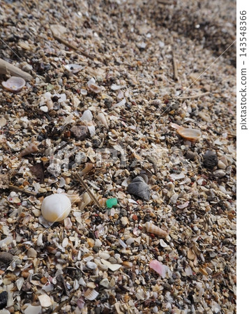 Seashells and plastic washed ashore on the beach Seashells and plastic washed ashore on the beach 143548366