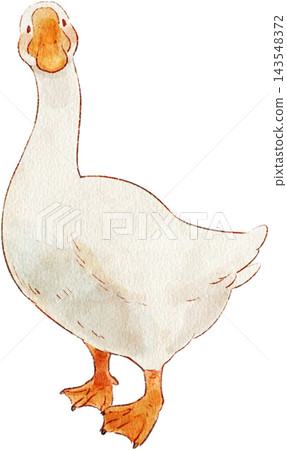 A cute watercolor illustration of a goose A cute watercolor illustration of a goose 143548372
