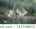 Lilium formosa flowers blooming in the flowerbed 143548653