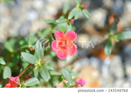 Common Purslane, Little Hogweed, Pigweed or Portulaca grandiflora or Portulaca oleracea L or Portulaca umbraticola Kunth and hybrid or Portulacaceae, Pusley or Verdolaga or pink flower Common Purslane, Little Hogweed, Pigweed or Portulaca grandiflora or Portulaca oleracea L or Portulaca umbraticola Kunth and hybrid or Portulacaceae, Pusley or Verdolaga or pink flower 143548768