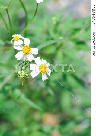 Black jack, Broom stick or Broom stuff or Cobblers pegs or Bidens pilosa L or Spanish needle or Beggars tick or Asteraceae or white flower Black jack, Broom stick or Broom stuff or Cobblers pegs or Bidens pilosa L or Spanish needle or Beggars tick or Asteraceae or white flower 143548819